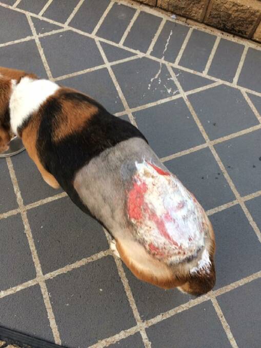 Beagle Max after the acid attack. Picture: Facebook