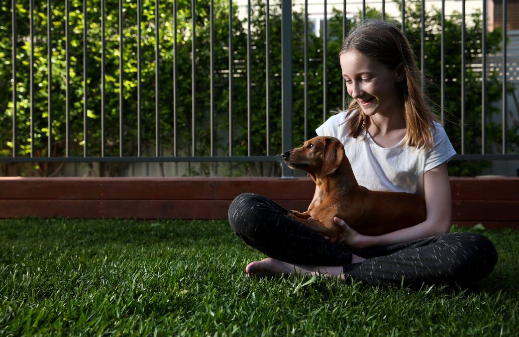 BRAVE: Priya Hartigan, 11, of Stockton with her dog Slinky. The five-kilogram dachshund fought a one-metre eastern brown snake to the death in the family's backyard this week. Picture: Simone De Peak