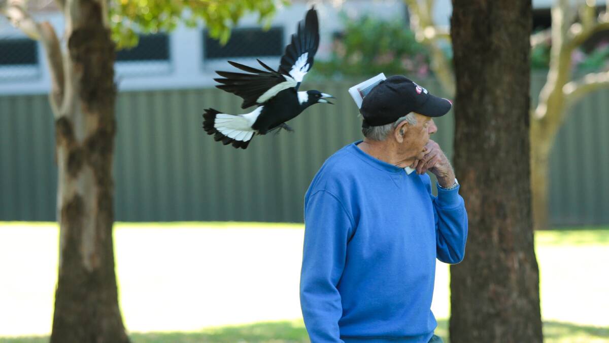 Magpie Mike causes mayhem for rider