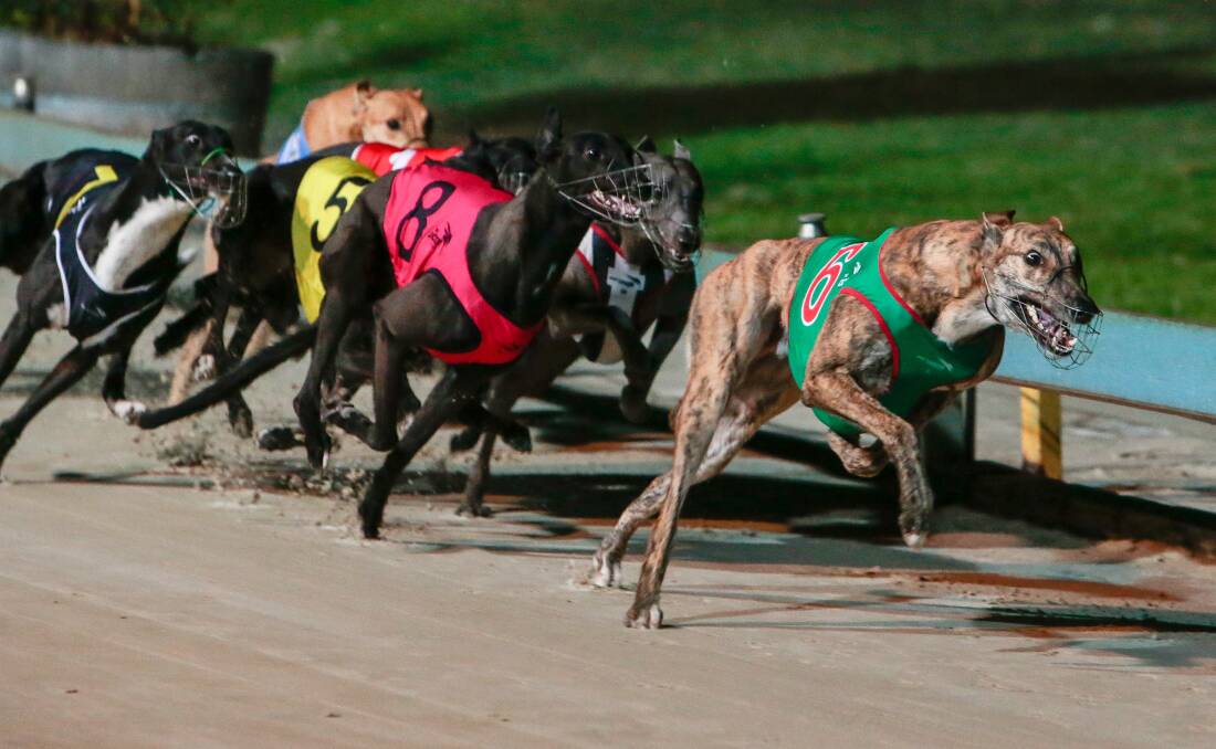 BUTTERFLY EFFECT: Concerns have been raised regarding the flow-on effects of a statewide ban on greyhound racing. Picture: Adam McLean