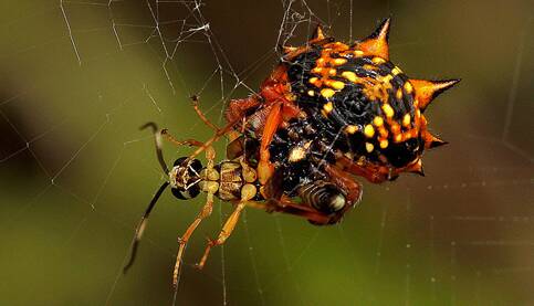 NO ESCAPE: A Jewel Spider with a new victim, this time with a wasp.