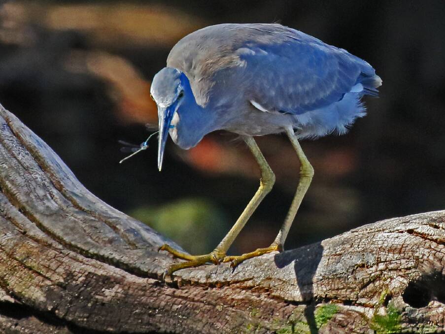 TWO FOR ONE: A White-faced Blue Heron with pairing Damsel flies in its beak. 