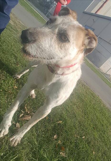 Smiggles is a two-year-old Irish Wolfhound. He is friendly but should meet other pets. He loves a walk and human interaction and affection.   