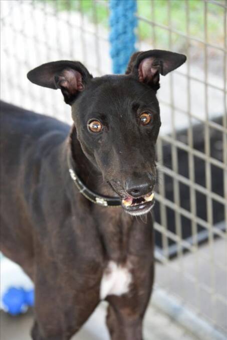  Bully is a greyhound, nearly three years old. He's a huge fan of naps and loves to relax inside on the couch. He is very social, adores peoples and going for lots of walks. 