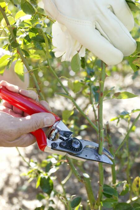 CUT AND CLEAN: After pruning your roses, it's important that you remove pruned pieces.