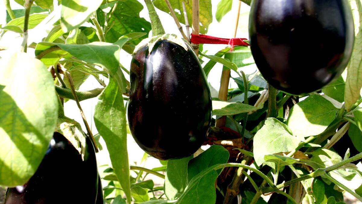 OPTIONS: Eggplant lovers can now indulge in more varieties including white and striped, lady fingers and the red variety which is less acidic than the traditional type.