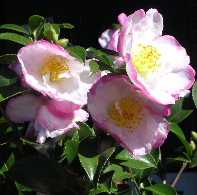 FRAGRANT AND LOVELY: Camellia flowers only have a short life but they are striking and attract birdlife.  