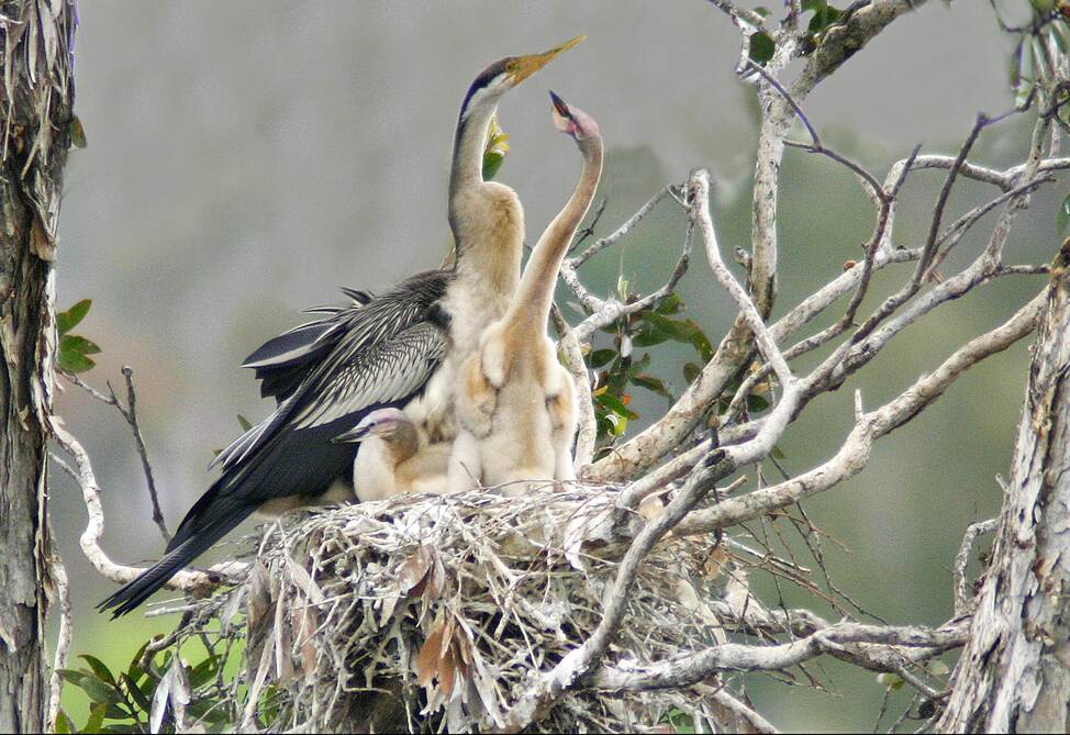 YOUNG FAMILY: A female Darter on the nest with chicks.