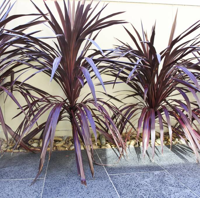 COMMON SIGHT: The cordyline family, distinguished by their long, thin foliage, are a popular choice for gardeners.  