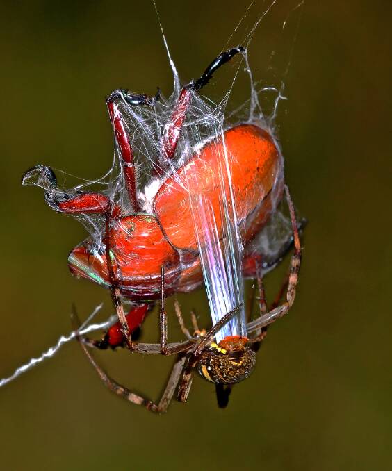 Spider silking a Christmas beetle.