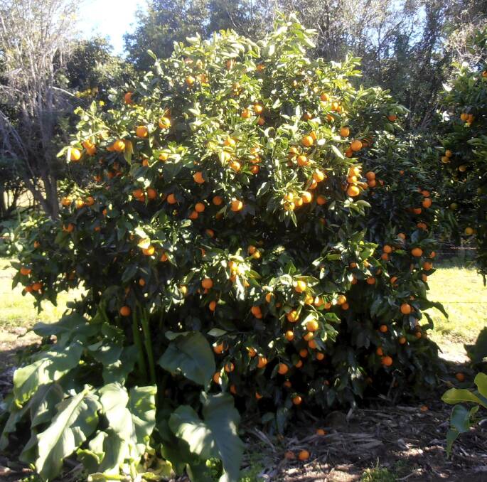 JUICY ALTERNATIVE: Tangelos are a cross between mandarins and grapefruits.