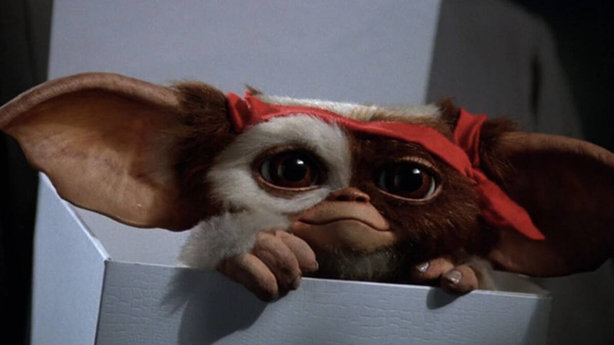 MOVIE STAR: Gismo covers many emergencies, but is best known - spelt Gizmo - as the small, furry mogwai in the 1984 movie Gremlins.