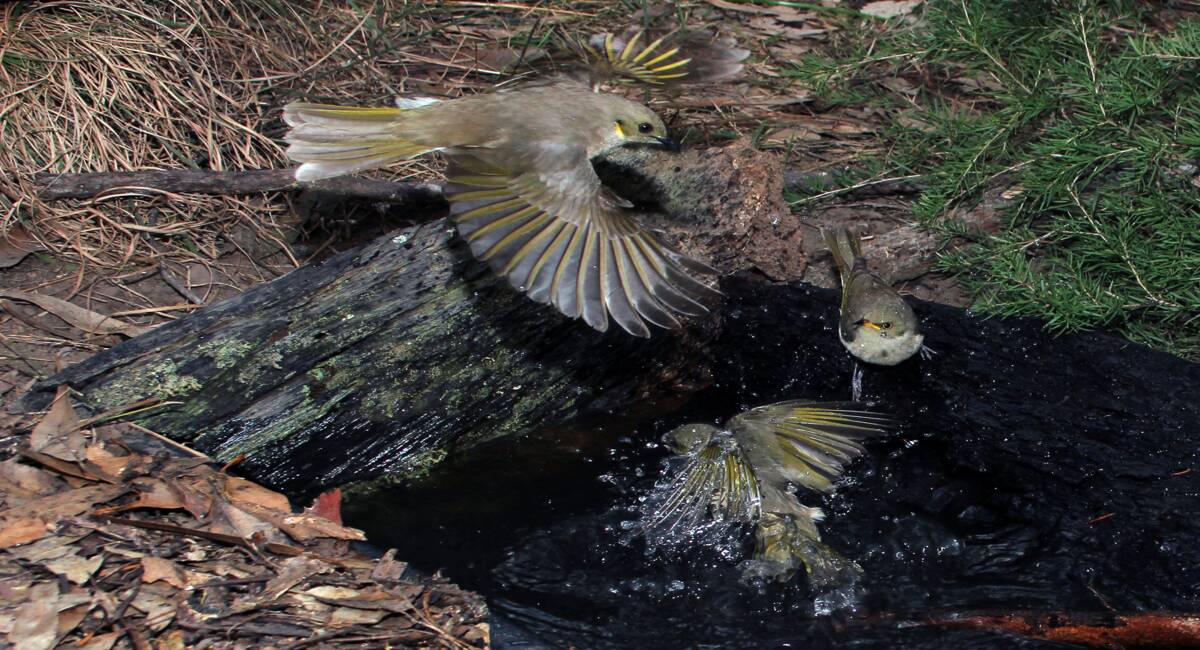 HAVING A BATH: A family of honeyeaters hit the water. 
