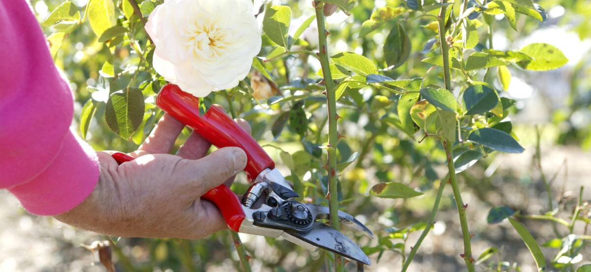 PRUDENT PRUNING: Strategic summer pruning involves more than merely removing the old dead flower heads.   