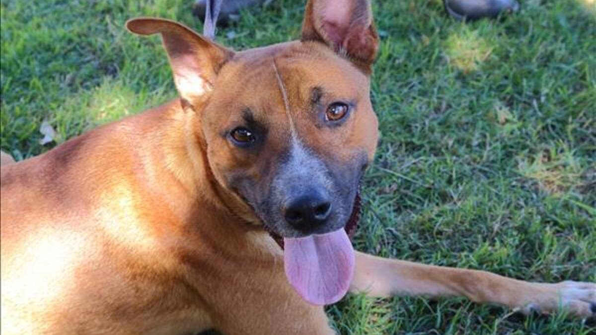 This is Petey, a staffordshire-kelpie cross, aged two. He came to the shelter with a broken leg but is now ready for a home. He is outgoing and would love an active family.