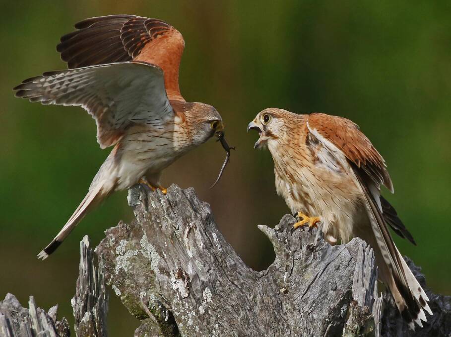 DUAL WINNER: The male kestrel passing food to the female, which won two medals in the United States.