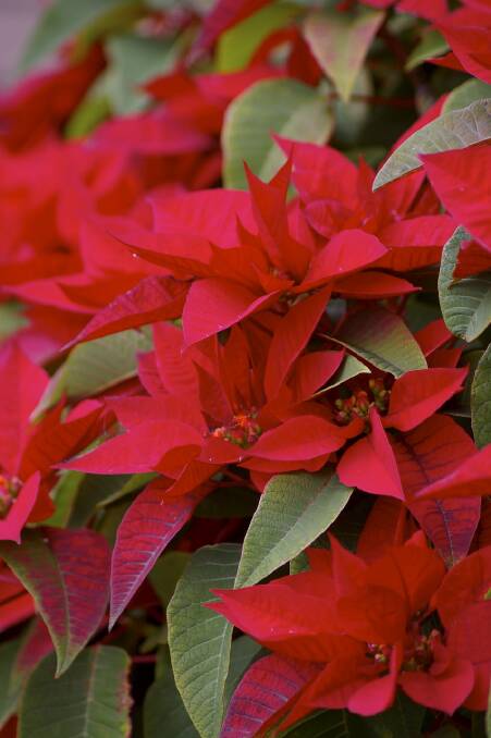 TRADITION: The use of poinsettias at Christmas comes from the northern hemisphere, where darkness required for flowering occurs naturally in December.