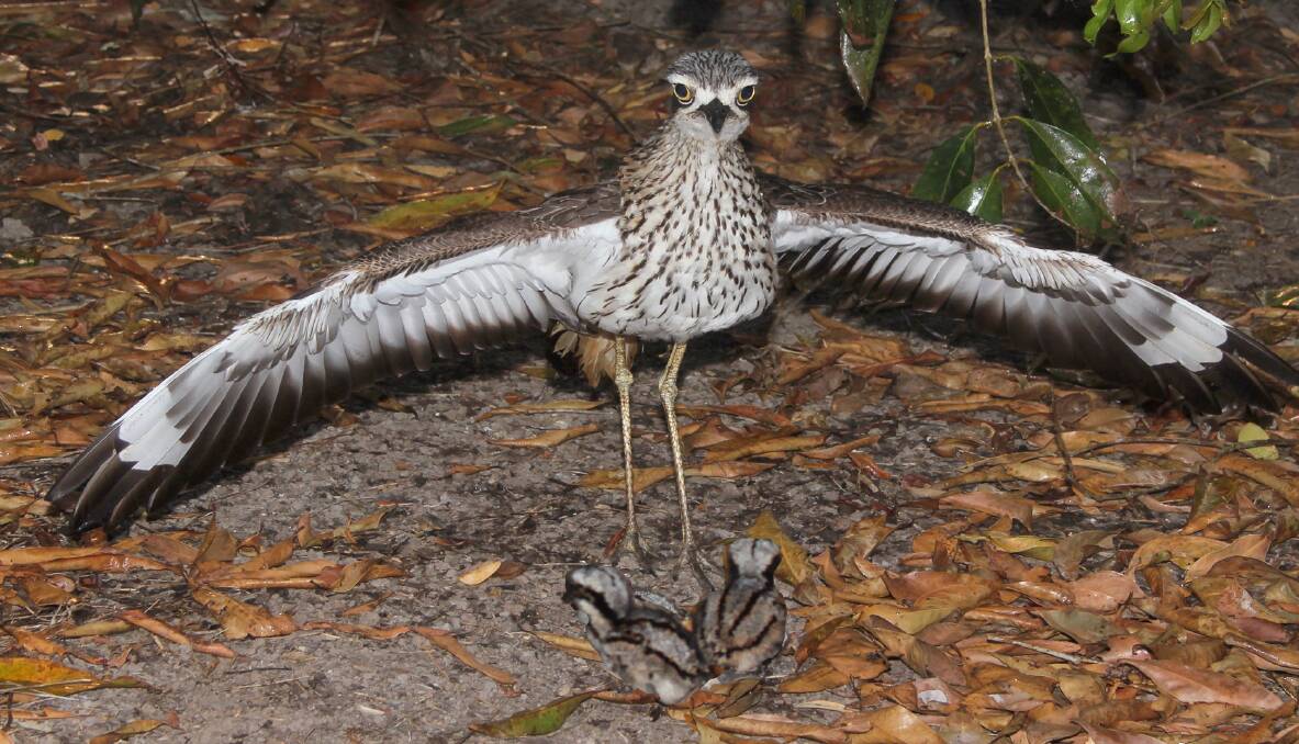 STANDING GUARD: A bush curlew keeps a close eye on her chicks.