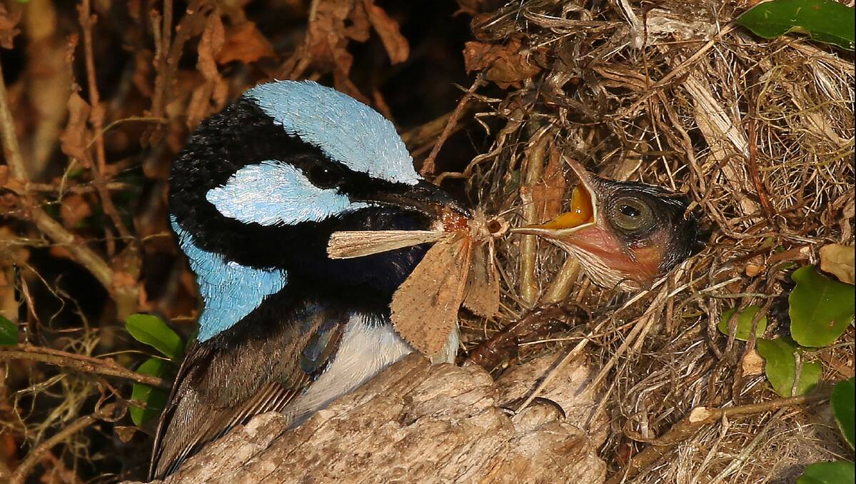 DAD AT WORK: The male Superb Blue Wren brings an insect to its chick.
