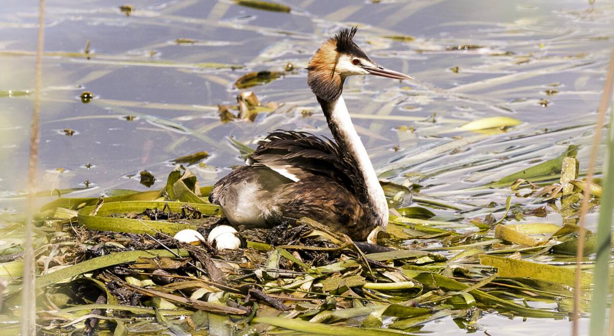 LIFE AND DEATH: A GreatCrested Grebe at its nest, a target for foxes in our region.
