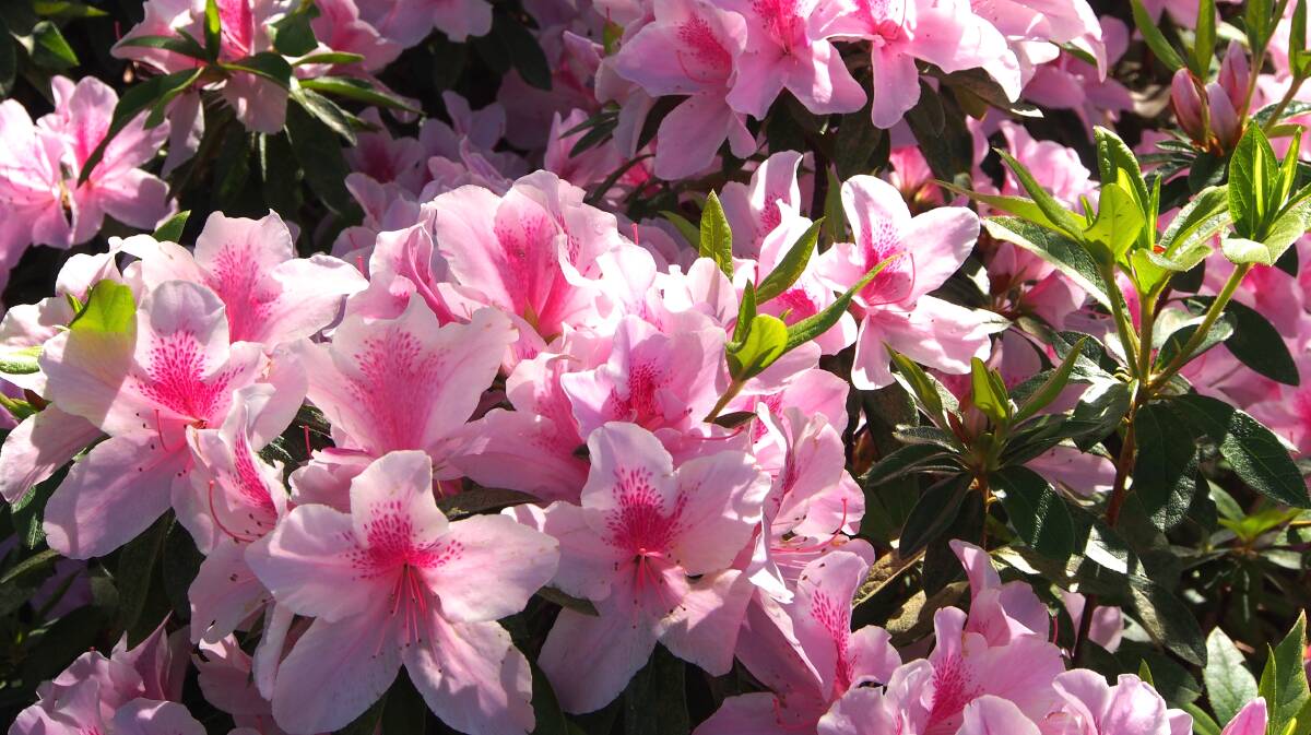 GET TO WORK: Acid loving plants such as azaleas should be fertilised now if you're keen on a splash of colour later in the year.  