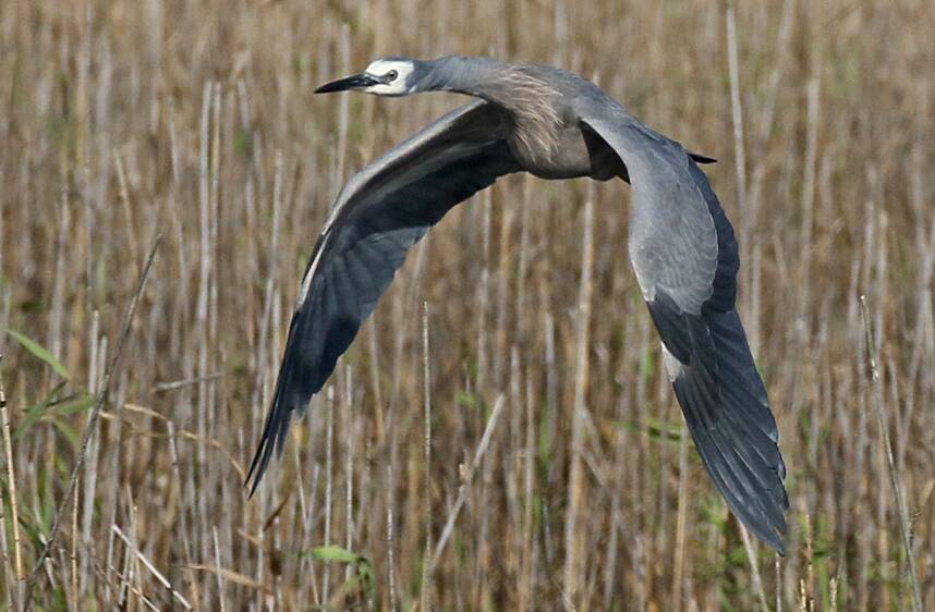 LIFT OFF: A Blue Heron takes to the air.