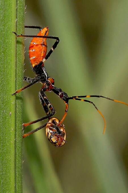 An Assassin Bug with a Ladybird.