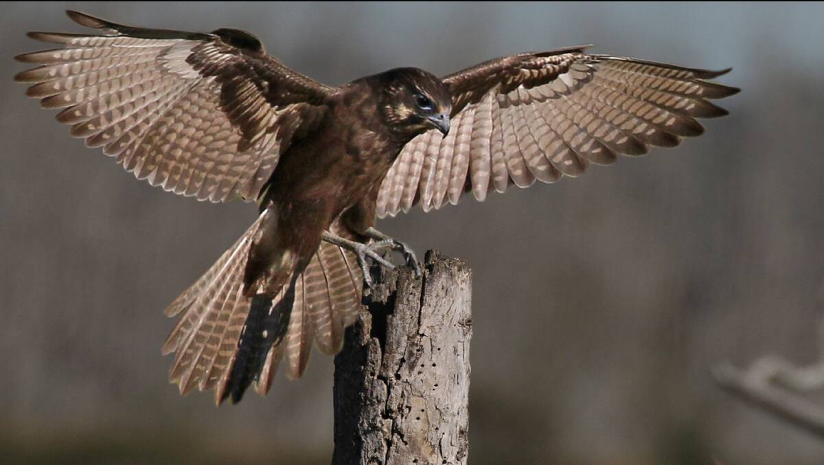 WAITING GAME: The Brown Falcon was cautious, eventually landing on a stump near the kangaroo carcass.