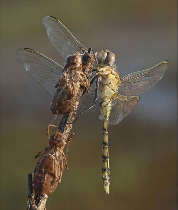 A hatching Dragonfly in the early morning.