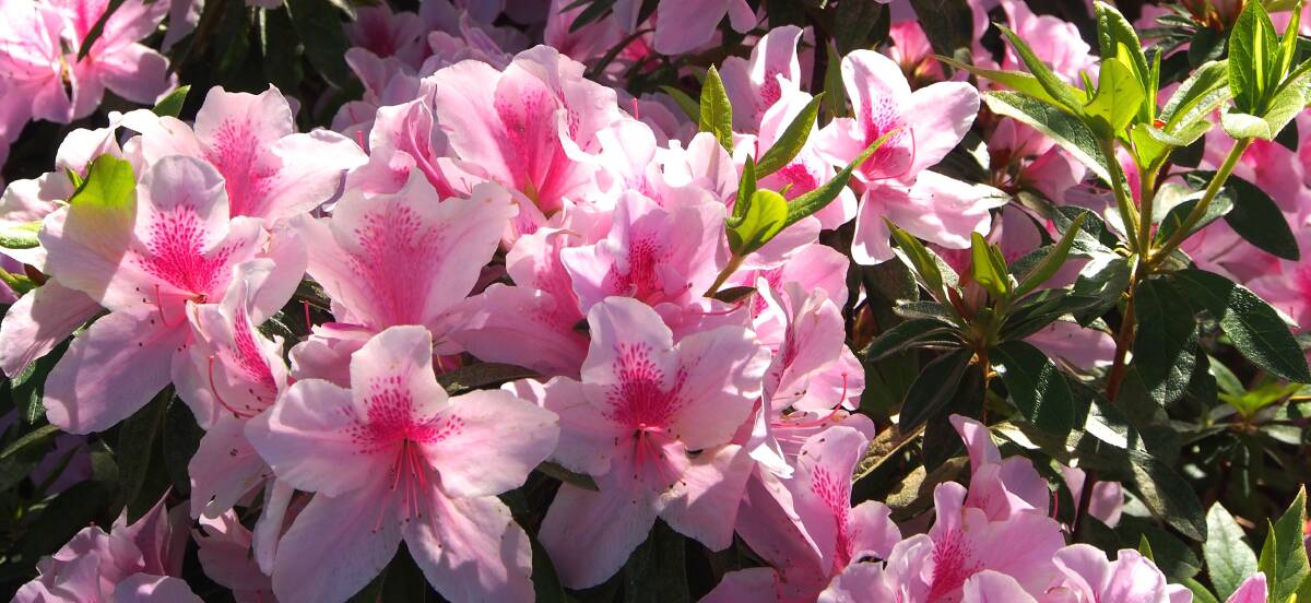 WATERING PITFALLS: It is important when watering azaleas at this time of the year that you water the soil, not the plant. 