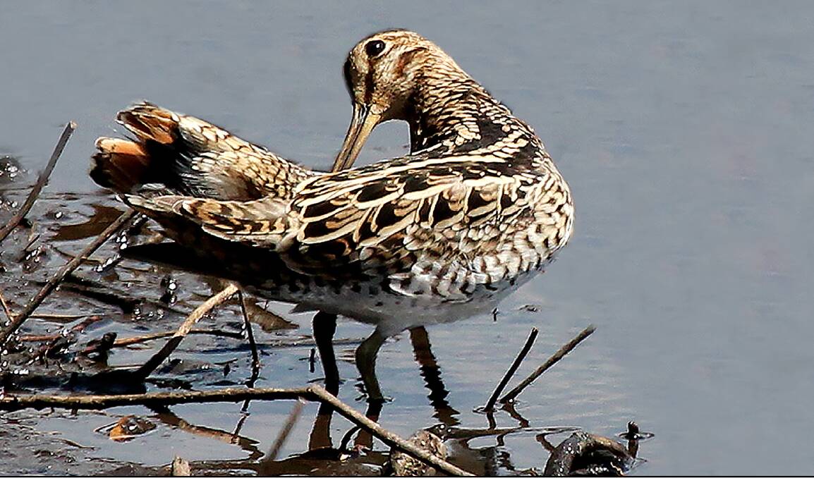 RARE FIND: The Painted Snipe is a well camouflaged bird for its surroundings and is difficult to spot.