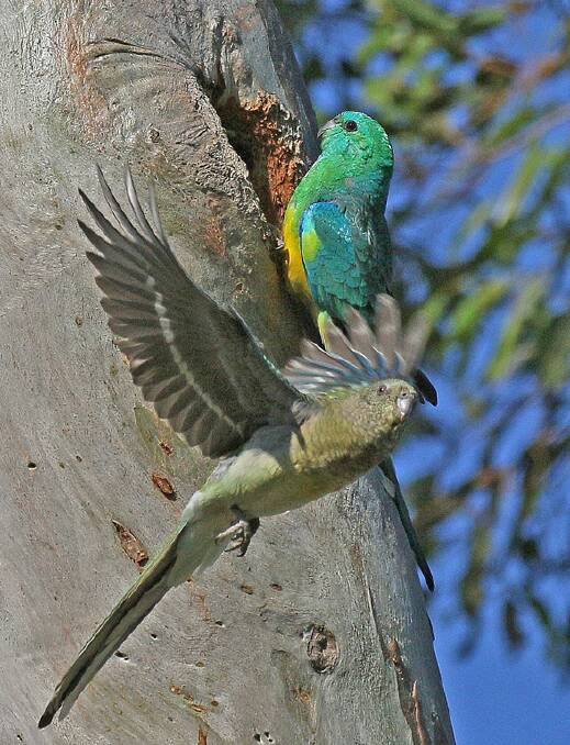 Grass parrot and the nest hole.
