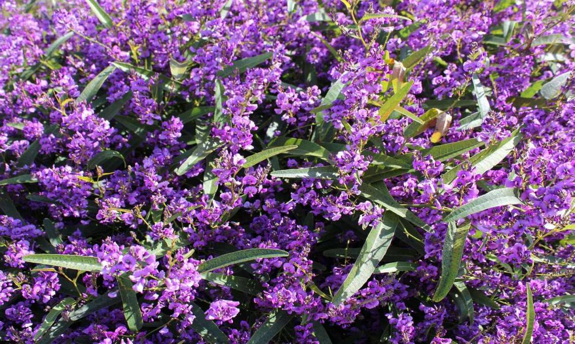 VIVID PURPLE: Hardenbergia is currently out in full colour along the Hunter Expressway.,