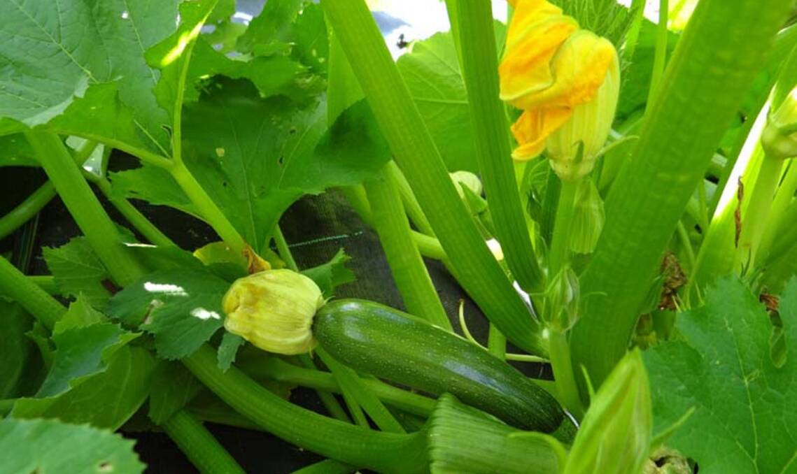 PICK SMALL: Regular cropping of zucchinis will ensure a more regular harvest and the smaller fruits tend to have more flavour.   