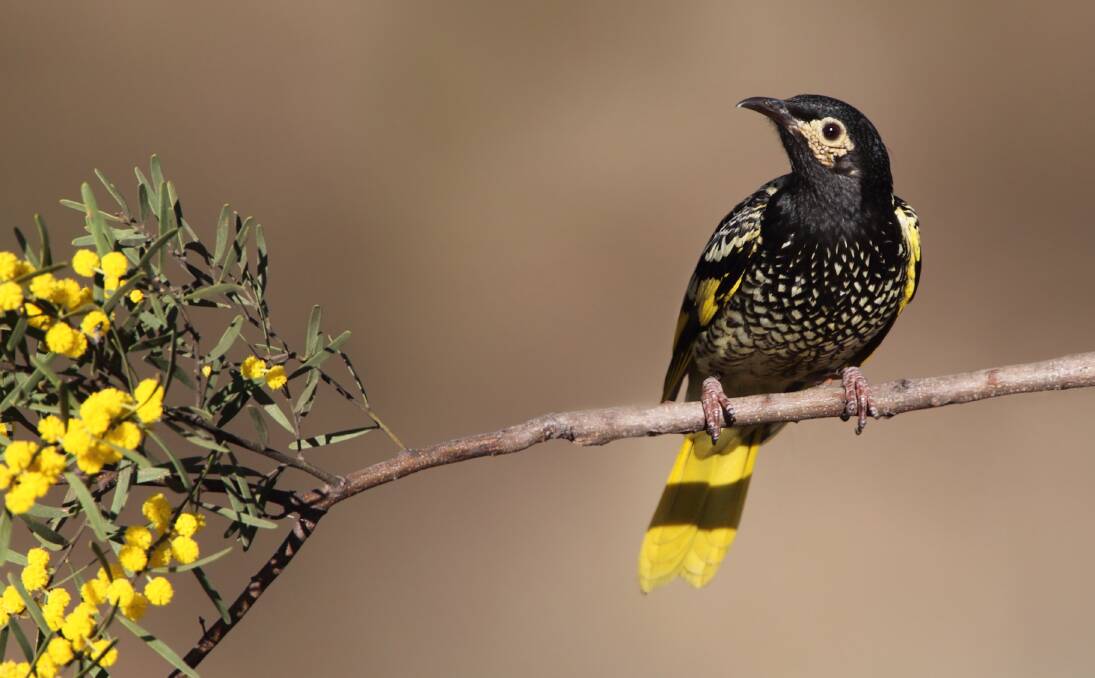 UNDER THREAT: Captive breeding programs have been undertaken to combat the threat of extinction for the The Regent Honeyeater. Pictures by Dean Ingwersen.