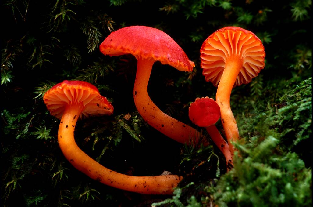GLORIOUS: The striking red colours of a Chichester Rainforest fungus. 