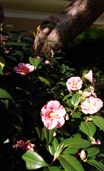 TIME FOR A PRUNE: Camellias (above) and azaleas will both benefit from a prune now to encourage new growth.