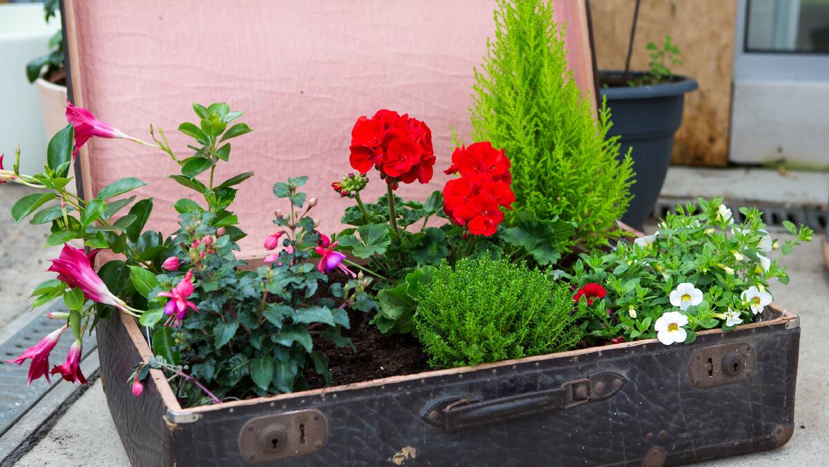 SPLASH OF COLOUR: A pot of plants can make a wonderful gift. 