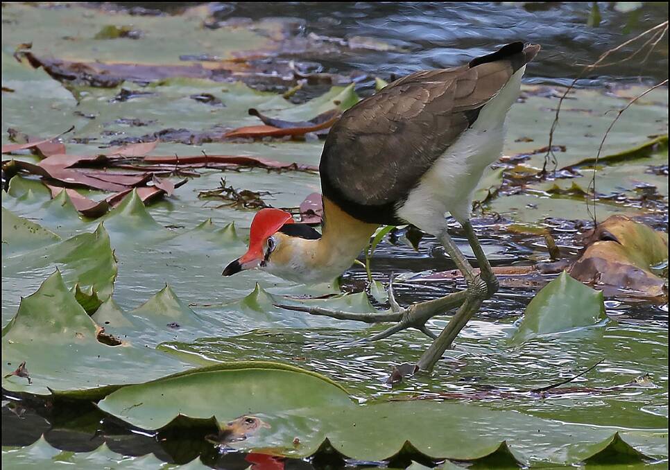 Jacanas, wetland birds of North Queensland