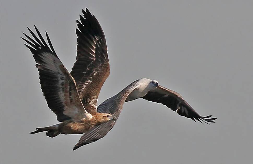 IN GLIGHT: The Sea Eagle in flight with an immature bird alongside.