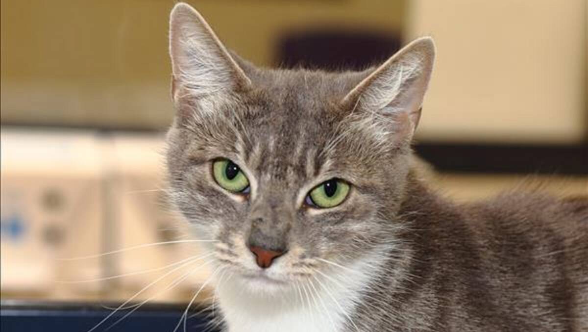 Molly is a beautiful grey tabby with white chest. She is three years old.  