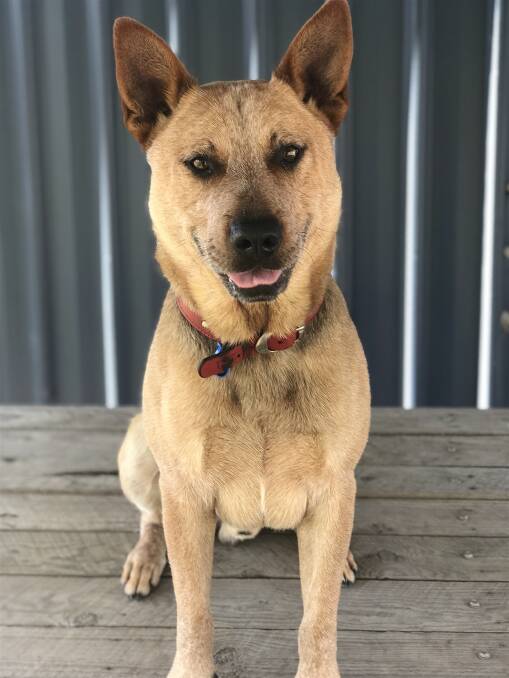 Bud is a 17-month-old cattle dog cross. He is outgoing and eager to please. Bud loves the water and would enjoy trips to the beach.