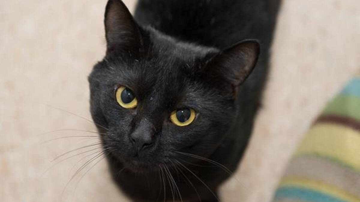 Ivan is a jet-black male domestic shorthair. At four years he is in the prime of his life and in need of  a family to love. 