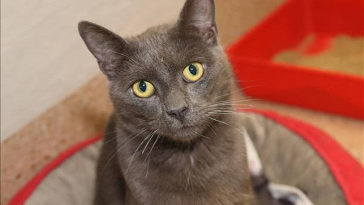 This is Smokey, a handsome 19-month-old domestic shorthair looking for his forever home. 