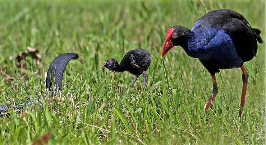 SNEAKY: A black snake eyes off a swamp hen chick as the mother comes in to assist. Picture: Jim Thomson