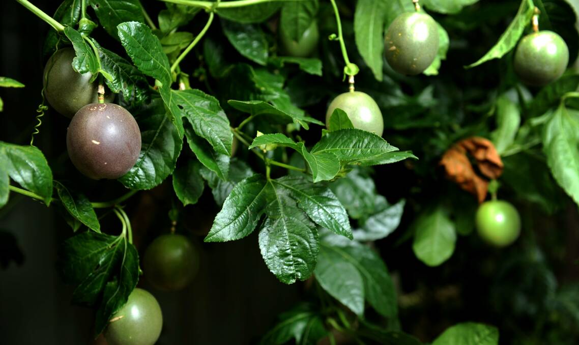 A SWEET ALTERNATIVE: Passion fruit plants will grow vigorously but like  a place out of the wind in full sun.