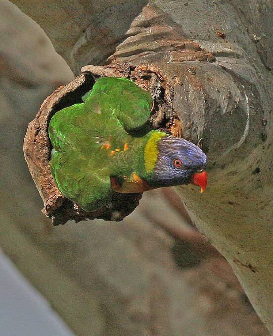 Parrots happily nesting