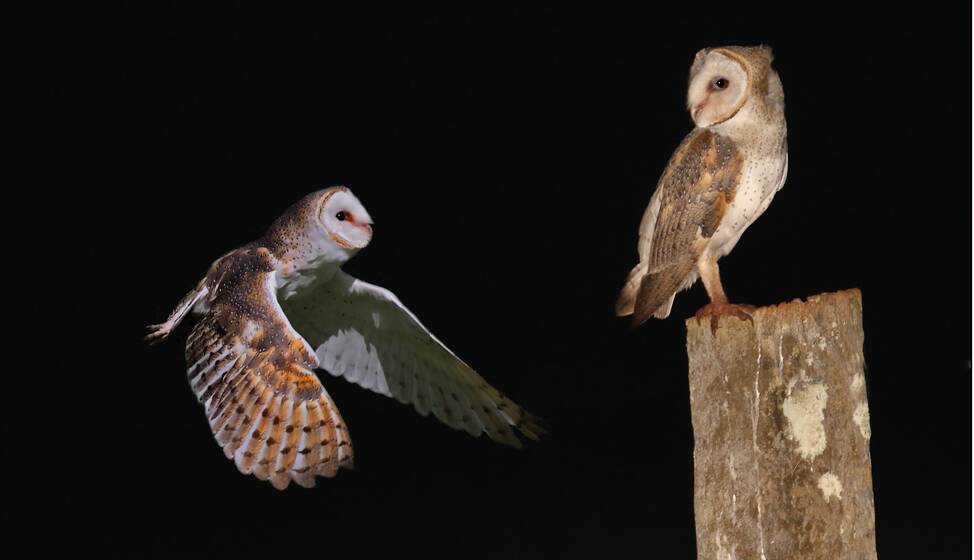 A pair of Barn Owls.