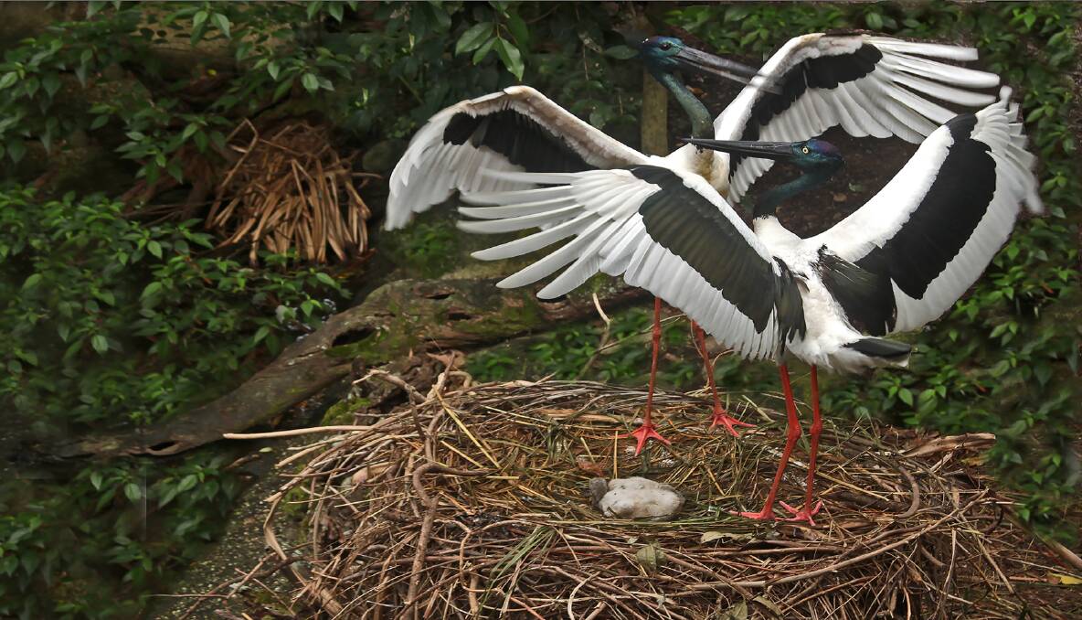 PARENTS DISPLAYING: The Jabiru parents with a young chick in the nest.