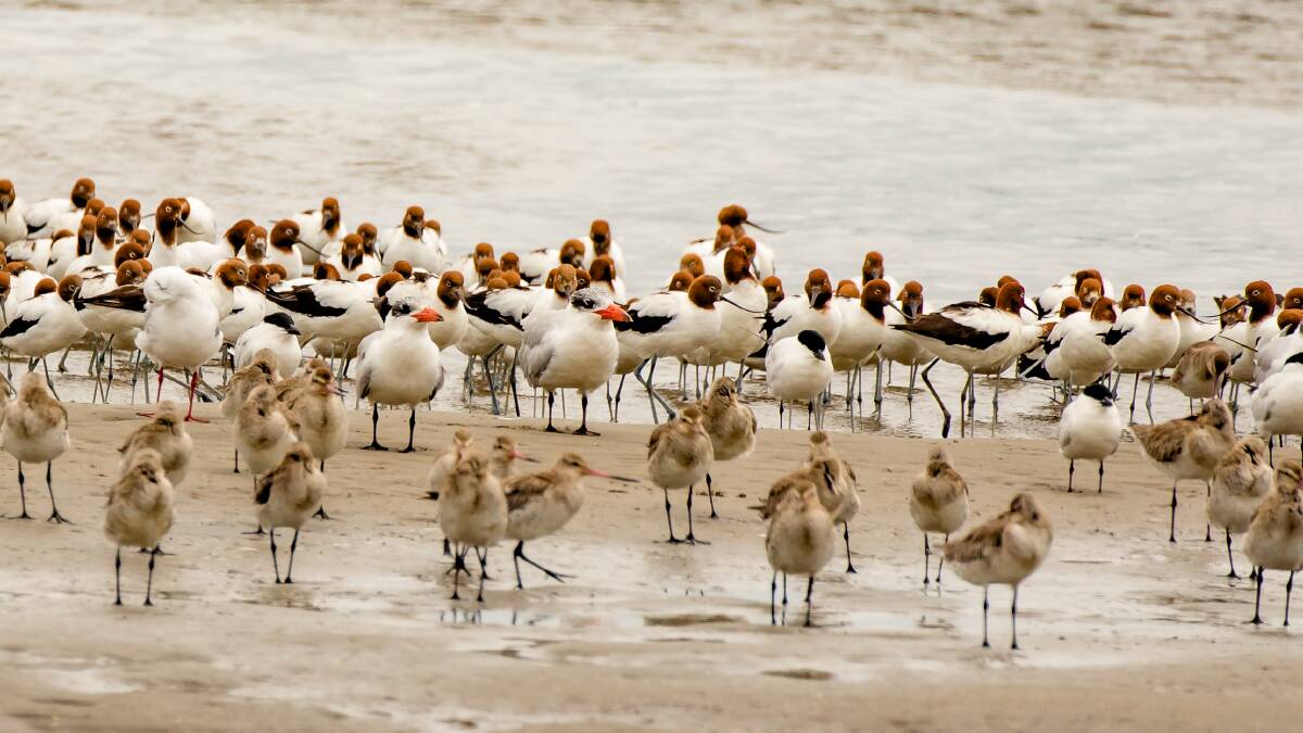 ACTIVITY APLENTY: Stockton Sandspit and the Welcome to Shore birds event which was well supported by feathered guests. 